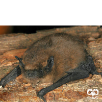 گونه خفاش لب‌ کوتاه Common Pipistrelle 